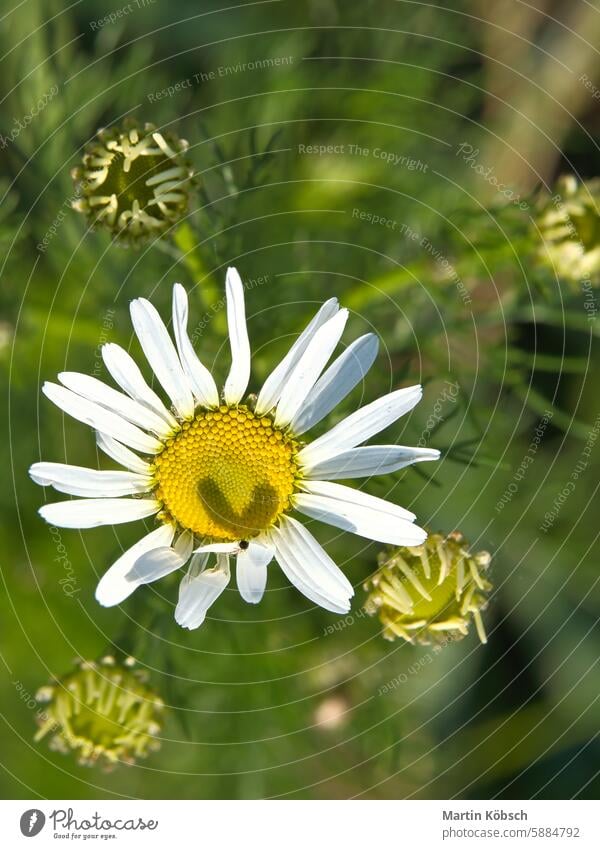 Magritte with white petals, on which a heart is outlined by a shadow. Romantic daisy blossom flower plant flora fauna meadow summer meadow season gift green