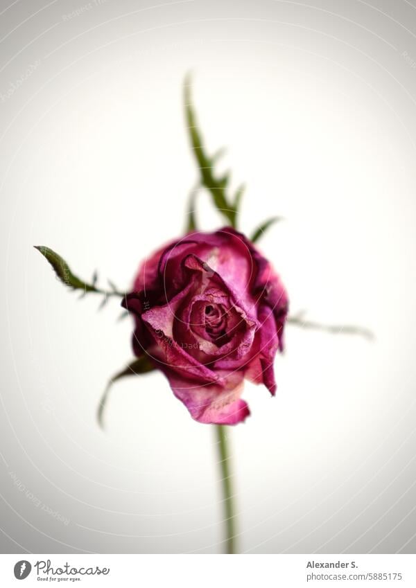 Withering rose blossom in front of a white wall Rose blossom pink pink rose Flower Blossom Close-up Pink Blossom leave Rose leaves withered rose wilted flower