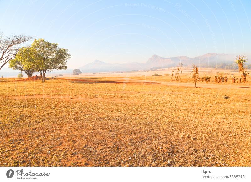 in swaziland   wildlife  nature  reserve africa grass sky field mountain savanna landscape park tree black dirty acacia serengeti cloud view south national