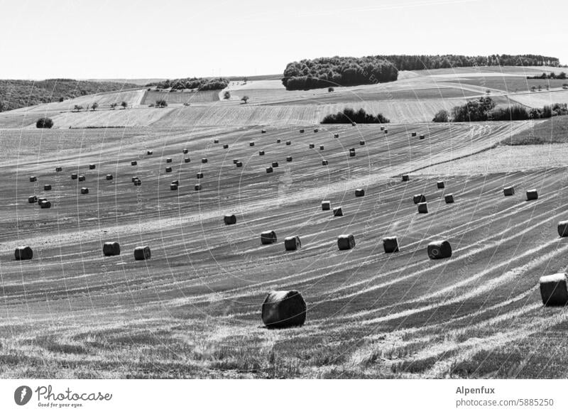 concentrated invasion Field Agriculture Hay Hay bale Bale of straw Harvest Nature Exterior shot Landscape Sky Straw Animal feed Cattle feed Summer Deserted