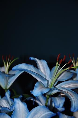 I'm going blue today. | Blue lilies in front of a dark blue wall. Flower flowers Bouquet lily Lily dyed skive Dyeing Colour Blossom Nature Plant Green