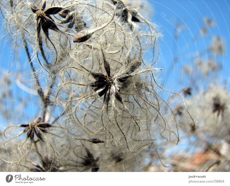 at the end / at the beginning of a plant Plant Bushes Blossom Park Faded Authentic Warmth Decline Transience Change Medium growing Clematis Herbacious