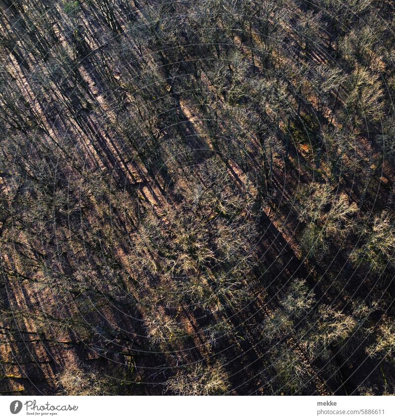 Shadows roam the wintry forest Forest trees from on high Sunlight long shadows Bird's-eye view deep sun Nature Stripe drone Seasons aridity Branches and twigs