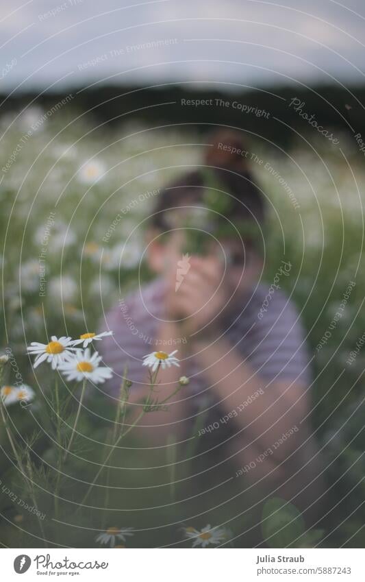 Girl in the camomile field 3 for you sniff Camomile blossom Schoolchild Sky Summer Chamomile Clouds beautifully Bouquet Nature flowers out Child pick flowers