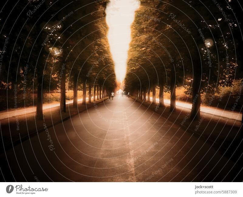 Avenue of trees with light and shade tree-lined avenue Environment Street Deciduous tree Depth of field Lanes & trails Silhouette Contrast Copy Space bottom