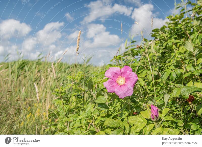 Potato Rose potato rose Rose blossom Blossom Flower pink Shallow depth of field Colour photo Close-up Blossoming Plant pink rugosa Apple Rose Japan Rose