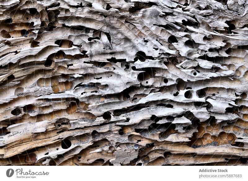 Detailed driftwood texture showing intricate insect tunnels beach erosion pattern close-up detail natural structure weathered grain grey organic material