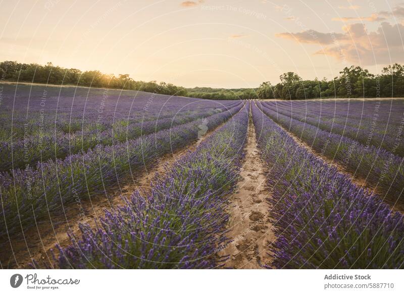 Lavender fields at sunset in Brihuega, Spain lavender brihuega spain agriculture beauty serene vibrant pastel sky scenic landscape rural farming plantation