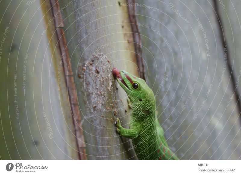 daintily Gecko Lick Green Red Vertical Stick Madagascar Tongue