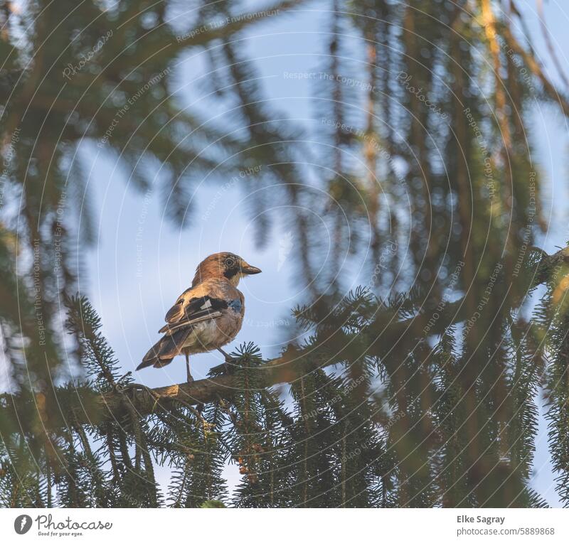 Jay in the morning light Bird Nature Colour photo Animal Wild animal Exterior shot Animal portrait Garden Shallow depth of field Animal face Grand piano