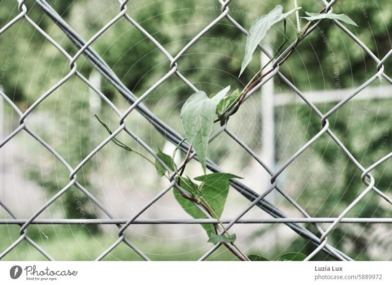 Wire mesh fence, entwined with delicate greenery Fence Wire netting fence Slings gobbled Green Overgrown Creeper pretty Nature Growth Tendril Coil vine Elegant