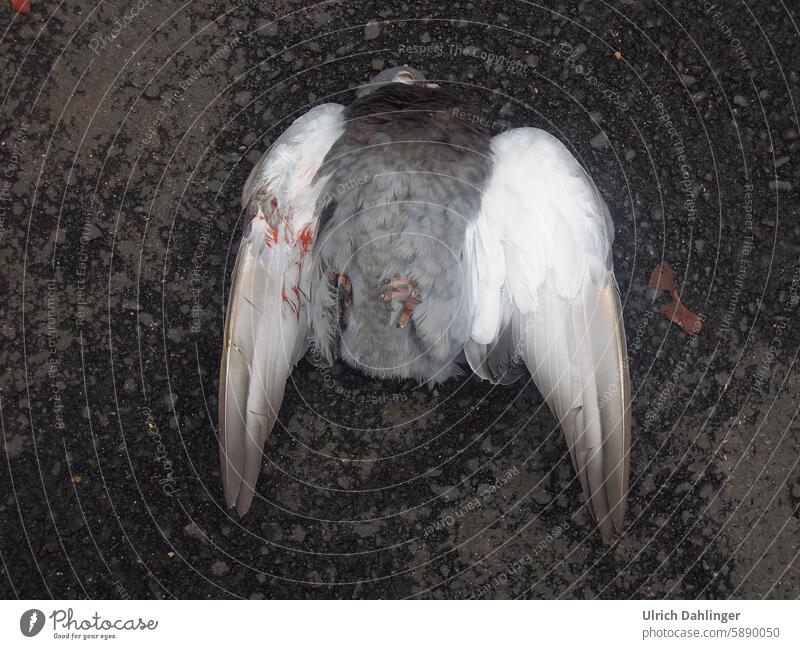 Dead pigeon backwards on the asphalt Animal Pigeon Death Angel angel wings Grand piano Helpless Final Street Bird feathers Grief Transience End died