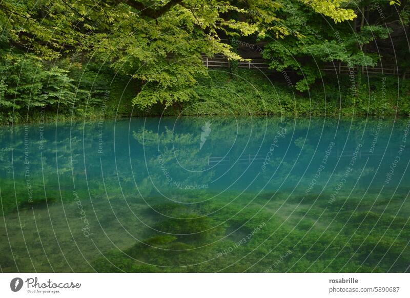 the Blautopf in Blaubeuren Lake Water Blue Source Fresh clear Nature Colour Green Origin Environment Reflection Landscape Idyll Water reflection Forest