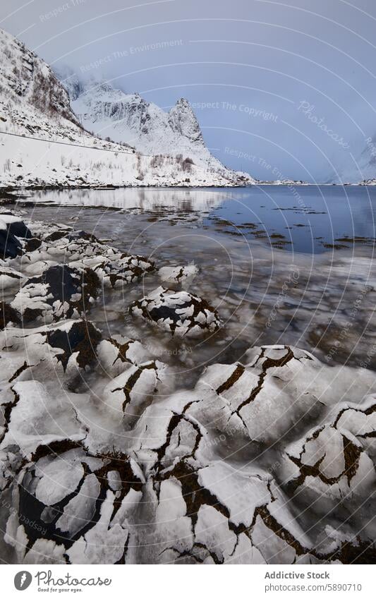 Winter landscape with snow-covered rocks in Lofoten winter seaweed fjord lofoten norway mountain shore cold serene quiet natural scenic tranquil beauty nordic