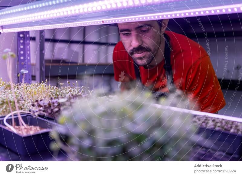 Man inspects microgreens in an indoor growing facility man agriculture lighting tray inspection gardener growth healthy plant red shirt focused artificial light