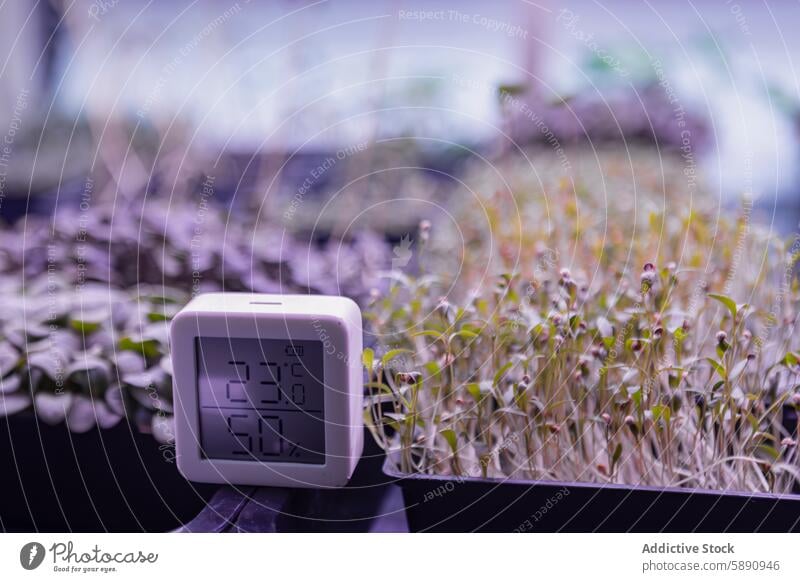 Indoor microgreens garden with temperature and humidity monitor indoor seedling growing condition digital close-up agriculture farming health nutrition