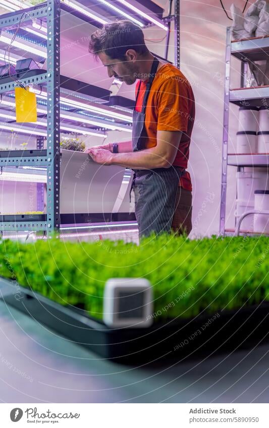 Man caring for microgreens in a modern indoor farm man agriculture sustainable technology vertical farming artificial light purple light plant crop