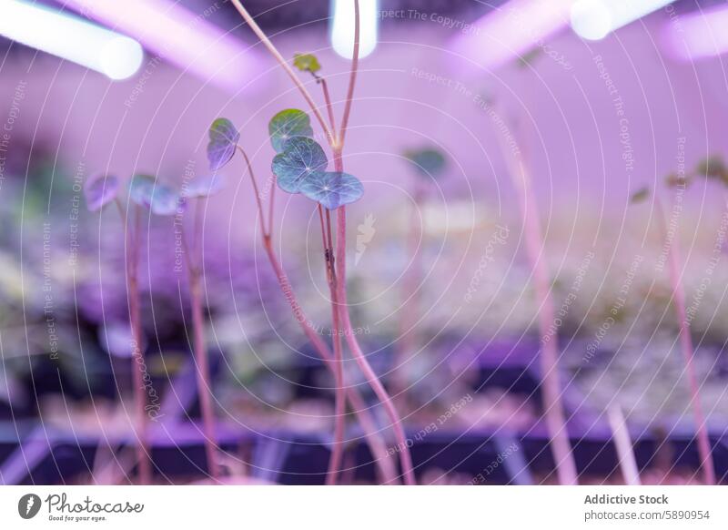 Vibrant microgreens growing under artificial light indoor purple agriculture close-up plant delicate leaf translucent controlled environment farming nutrition