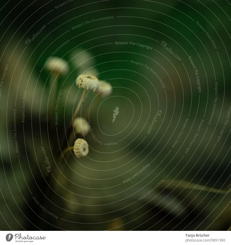 Tiny mushrooms in the dark forest mushroom group in the wood Dark Dark forest at the same time in common Diminutive Small Mushroom Brown Green naturally