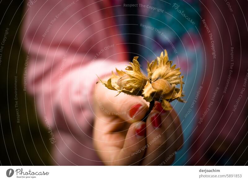 A young child holds a found hazelnut in her hand Hazelnut kernel Healthy Fruit Deserted Close-up Day Fresh Nutrition Colour photo Exterior shot Detail