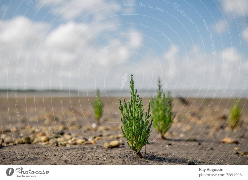 European samphire European Queller in the Wadden Sea Nature Exterior shot Landscape Summer glasswort Salicornia Salicornia europaea Sea asparagus kitchen herbs