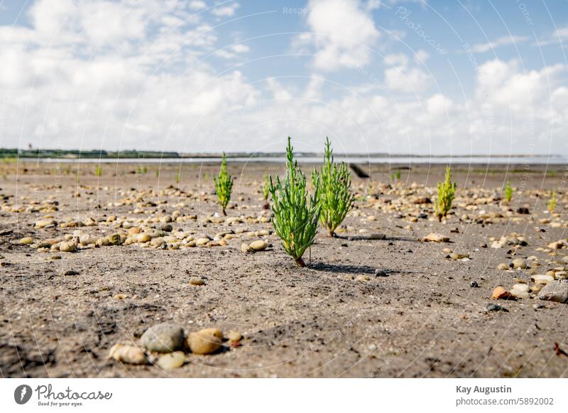 European samphire glasswort Salicornia European Queller Salicornia europaea Sea asparagus kitchen herbs Glass melting Low tide Glass lard