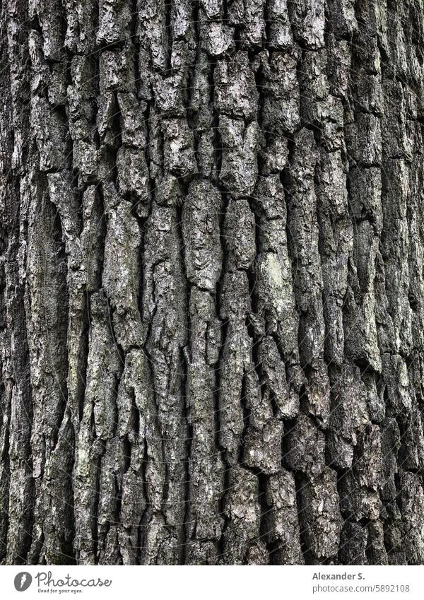 tree bark Tree bark Tree trunk Nature Wood Structures and shapes Detail Forest Pattern Close-up structure