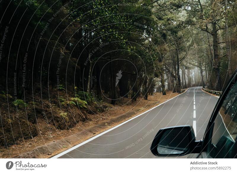 Road trip through a dense, misty forest in summer holiday road trip car window view travel adventure tree fog serenity nature outdoor drive journey exploration