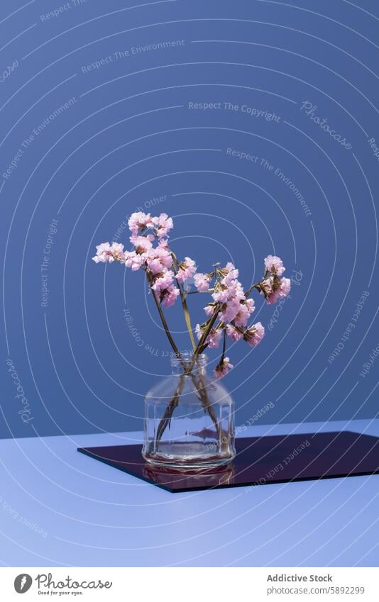 Pink Limonium sinuatum in glass vase against blue background limonium statice flower pink decoration floral arrangement tranquil serenity ornamental blossom