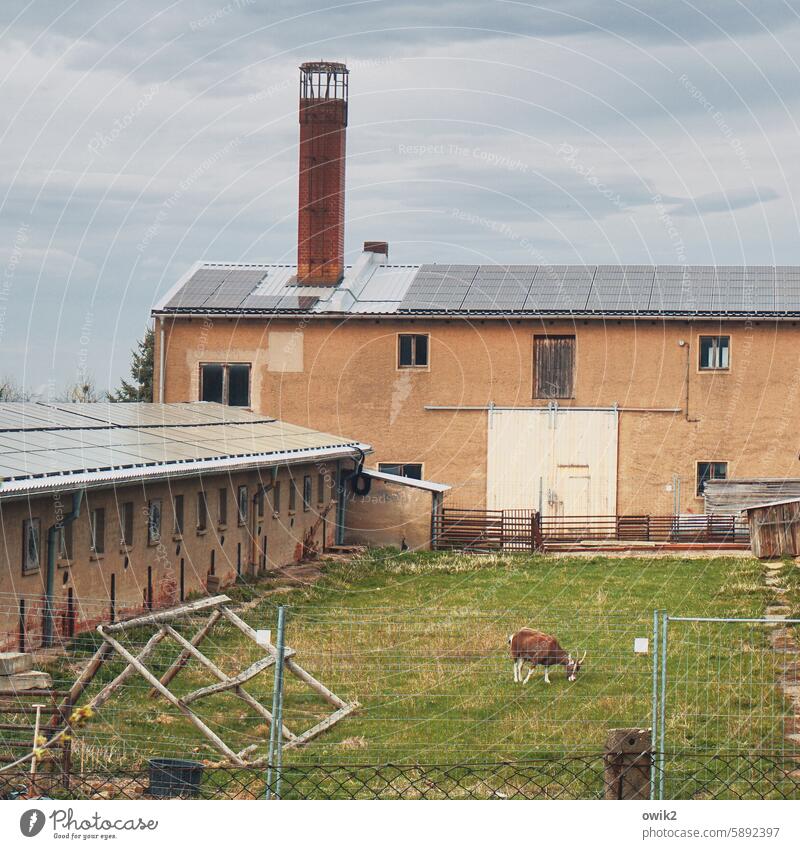 lawn mower Territory Real estate farm buildings Fence Exterior shot Border Boundary line Wire netting fence Chimney Shed Meadow He-goat feed eating peacefully