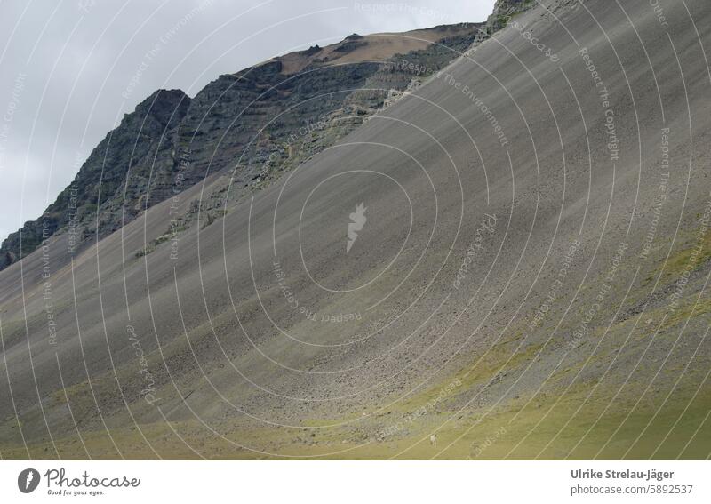 Iceland | lonely pasture with sheep on a steep mountainside Willow tree Lonely Sheep Slope Steep Meadow Grass Animal Nature Farm animal Wool Green Gray