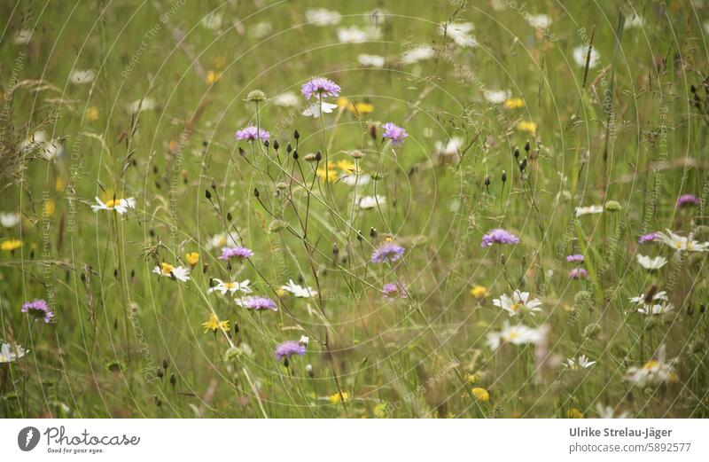 Meadow with grasses and flowers in early summer blossoms Honey flora Insect-friendly untreated naturally Wild Blossoming Summery Meadow flower Flower meadow