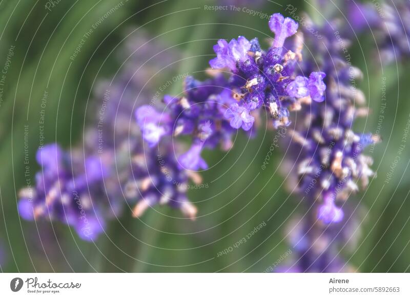 Scent of lavender Lavender Shallow depth of field Fragrance salubriously Natural Medicine Flower Plant Violet flowering plant Honey flora Summer fragrant