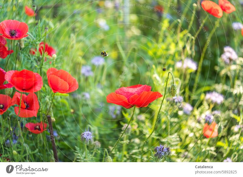 Poppy, poppy Corn poppy Plant Flower Nature petals Blossom flora Garden Day daylight fade blossom Season bleed to death wither fragrances flowers Blossoming