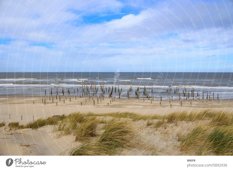 Wooden piles in the sea symbolize a vanished village on the beach of Petten aan Zee in the Netherlands on a stormy day with a cloudy sky Kinderdijk Oranje Sea