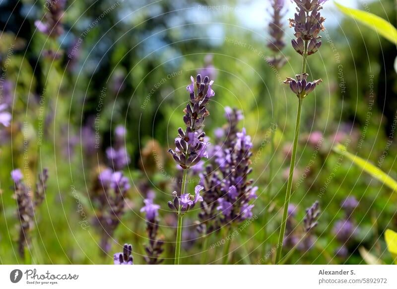 Blooming lavender in meadow Lavender flowering lavender Meadow Violet purple Green Fragrance lavender scent Blossom natural light Summery Nature blurriness