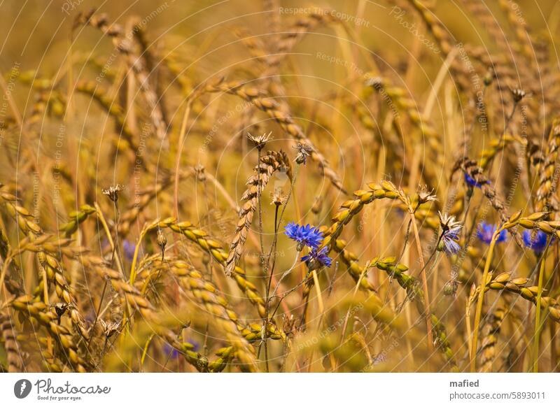 Cornflowers in a wheat field Wheat Field Summer Grain Ear of corn Wheatfield cornflowers Agriculture Cornfield Agricultural crop Ecological Food Flower Blue