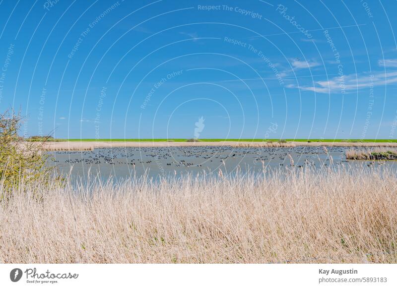 At the pond Sylt Nature reserve Experiencing nature Bird's-eye view geese Colour photo Exterior shot bird sanctuary National Park North Sea coast