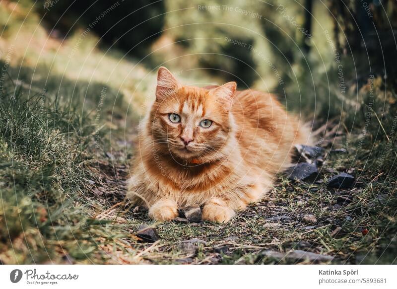 Orange cat lying on the sidewalk Cat hangover mackerelled naturally off outdoor Pet Pelt Animal Domestic cat Cute Animal portrait Mammal Watchfulness