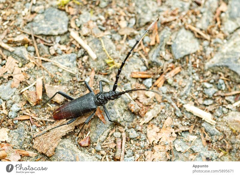 Cerambyx cerdo, a wondrous insect of the longhorned beetle family (synonyms: great oak longhorned beetle, hero longhorned beetle, giant longhorned beetle, spear longhorned beetle)