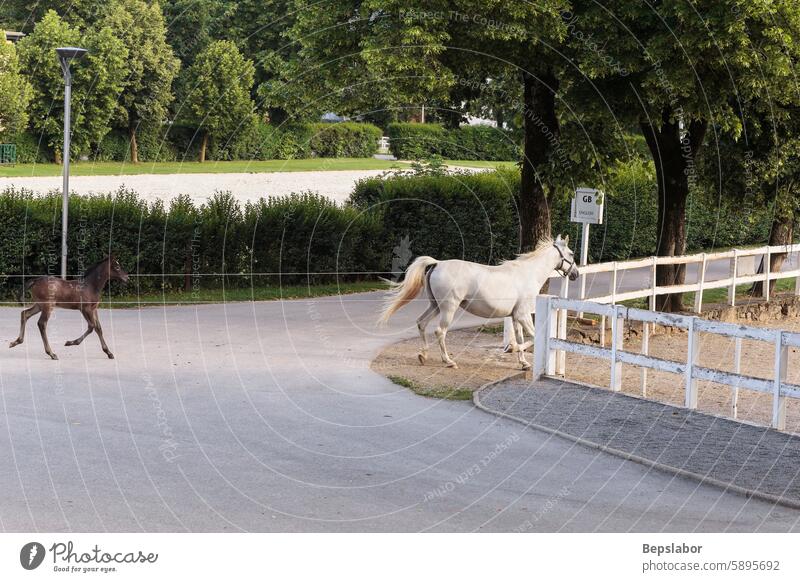 The famous Lipizzan horse return from pasture to the stables horizontal lipica slovenia white horse horses lippizaner lipizzan slovenian purebred puppies