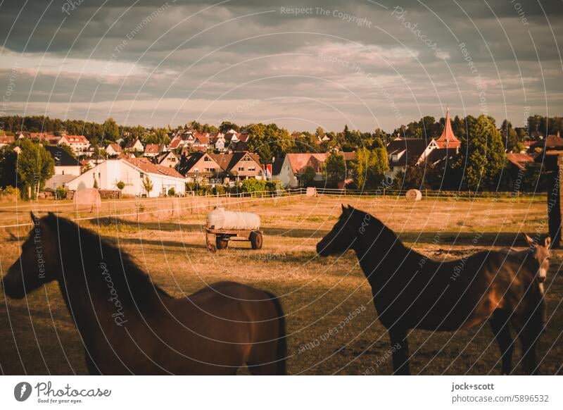 idyllic paddock Nature Sky Meadow Landscape Horse Silhouette Animal Small Town Environment calm Rural Shadow Harmonious Sunlight rural scene animal world