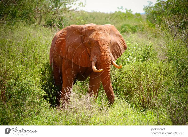 emotional intelligence. Pachyderms with a lot of feeling Elephant Wild animal Animal portrait Safari Africa Kenya Tsavo East National Park Exotic Savannah Sky