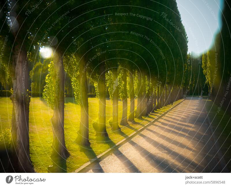 Row of trees against the light Deciduous tree Depth of field Double exposure Reaction Silhouette Exceptional Illusion Experimental defocused Soviet Memorial