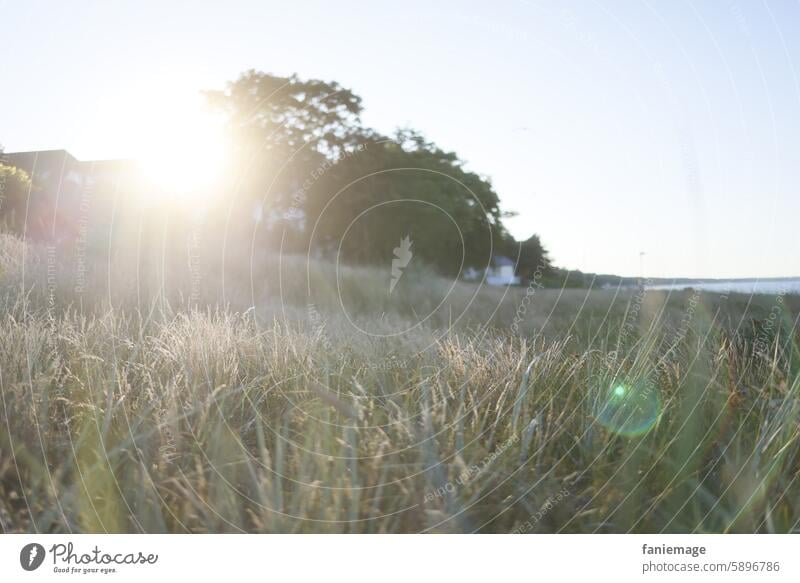 Dune grass in the evening sun Seaweed duene Marram grass Baltic Sea Ocean vacation Back-light Sun Evening sun grasses blurriness Light Binz