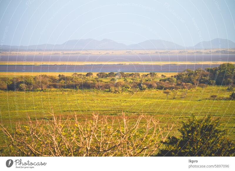 in south africa   pond lake  nature  reserve and bush grass landscape water green sky beautiful forest reflection blue river park tree outdoor travel scene