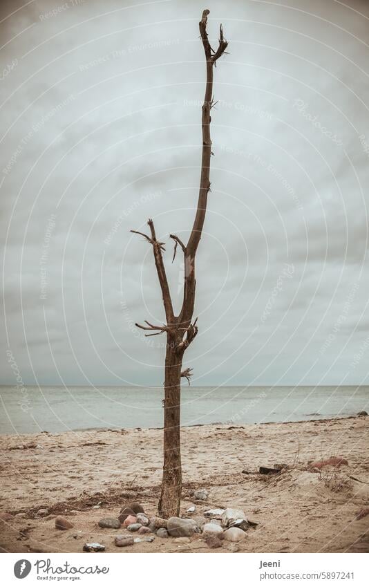 flotsam and jetsam Baltic Sea Ocean Water Flotsam and jetsam coast Beach Tree Horizon Sky Tree trunk Log Emotions Elements Climate Contrast Weather Distinctive