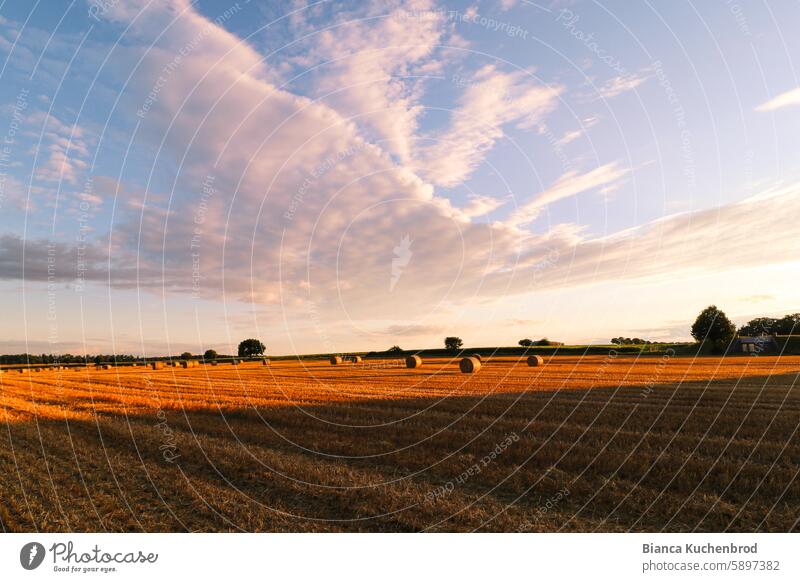 Cloud formation that looks like a bird over a harvested field with bales of straw. Bale of straw Field Sunset Sunlight Straw Agriculture Sky Clouds