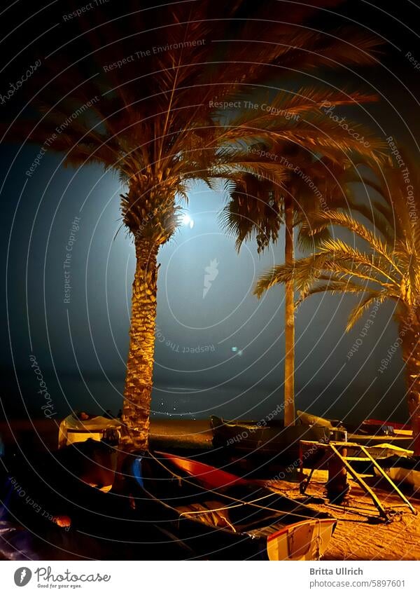 Palm beach in the moonlight Colour photo Detail Summer pretty Romance naturally Plant Nature Beach Exterior shot boat Boats on the beach boats Ocean Seashore