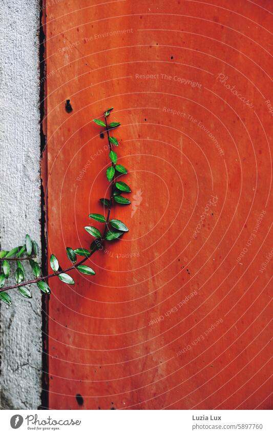 Cheeky dwarf medlar branch climbs an orange metal door Contrast Light Detail Pygmy Medlar Green Red Growth Plant Leaf Dark green Weathered Old Orange wax vine